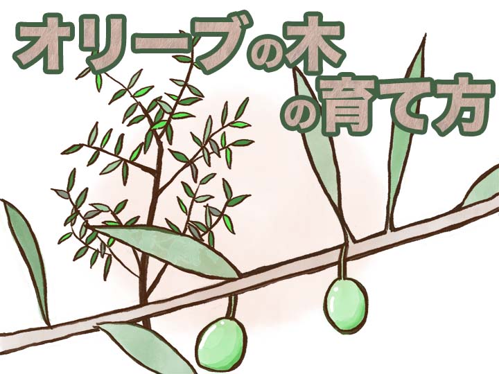 農家が教えるオリーブの育て方　剪定や追肥のコツとタイミングとは