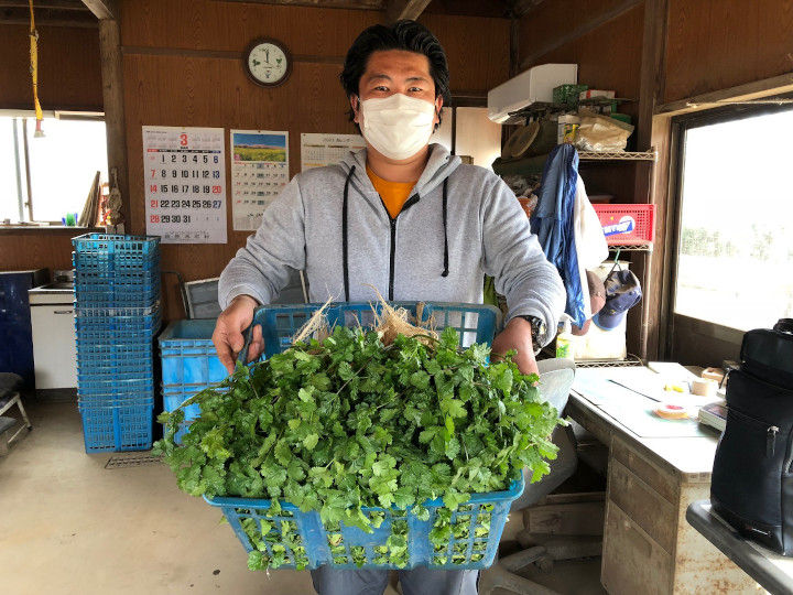 パクチー