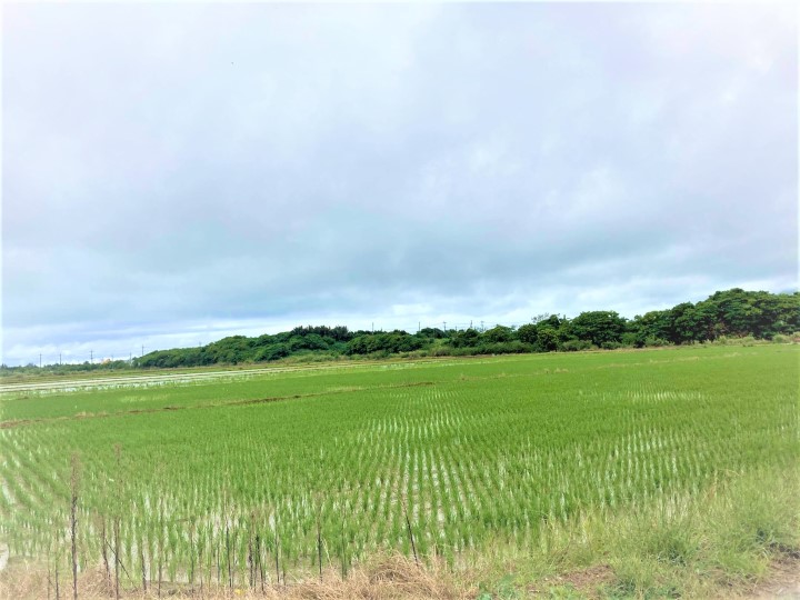 石垣島での稲作の現状 　3月の石垣島の田んぼの様子