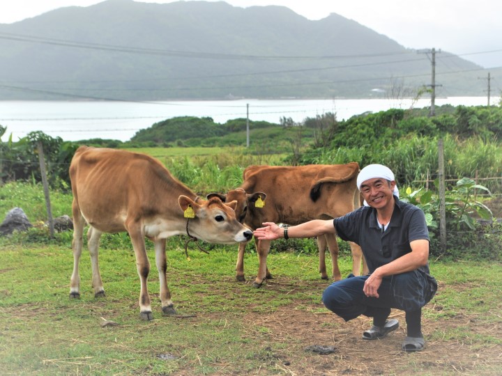 暑い石垣島で放牧酪農？　ジャージー牛24頭で牧場を営む
