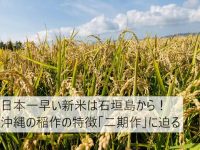 日本一早い新米は石垣島から！　沖縄の稲作の特徴「二期作」に迫る