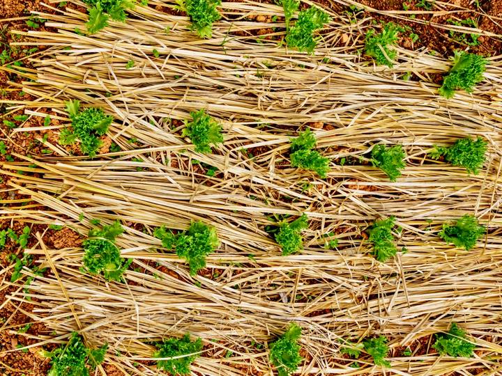 稲藁マルチと雑草マルチの比較