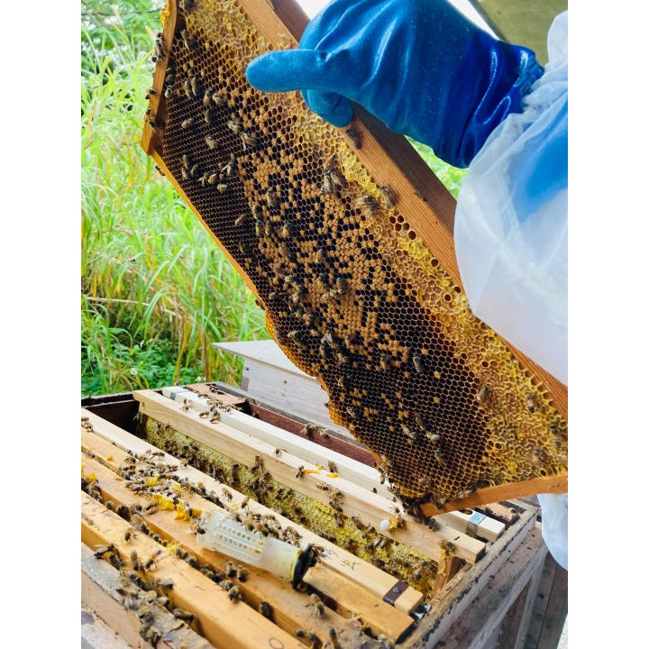 江並さんが養蜂を始めるまで 蜂の巣 蜂群