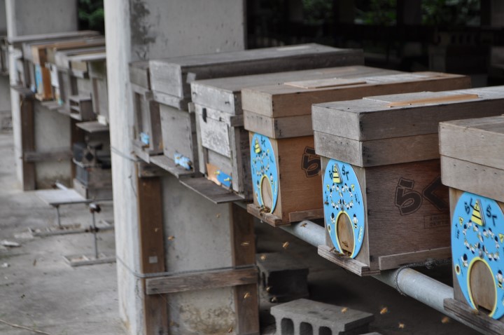 江並さんが養蜂を始めるまで 蜂箱