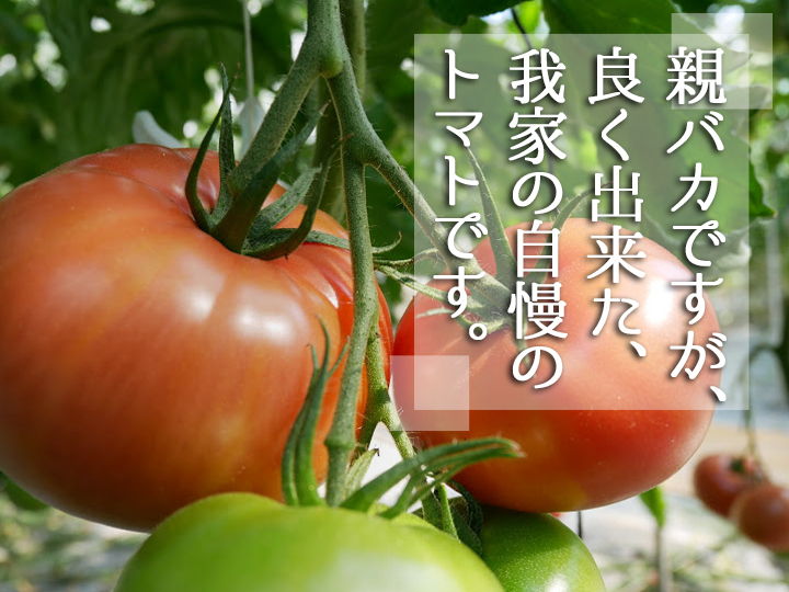 認知されてこその価値UP！福島県いわき市『親バカトマト』の土づくり&ブランディングの重要性