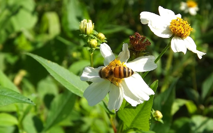 石垣島で養蜂の現状 ミツバチ