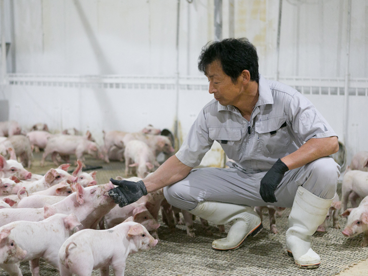 豚の増体、飼料コスト削減のカギは腸内環境の改善にあった！？ 飼料要求率「0.16」改善を実現した『クマ笹エキス』とは
