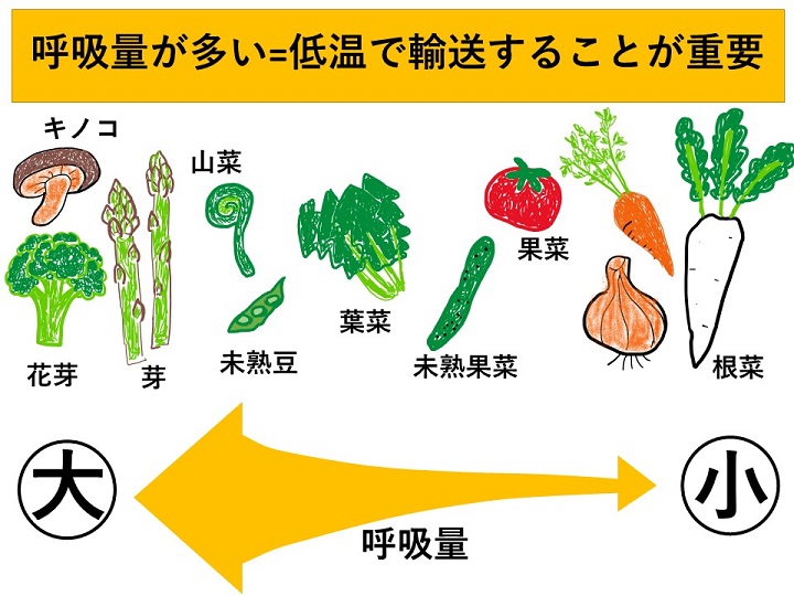 野菜の種類と呼吸量
