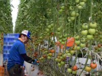 反収75トンの衝撃　トマトで日本一の収量を叩き出した農業法人、労務管理システムを共同開発