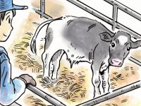酪農漫画「うしだらけの日々」 第27話 子牛の体調チェック
