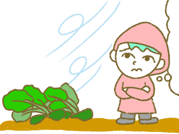 漫画「宮崎に移住した農家の嫁日記」【第192話】防げなかった台風の被害
