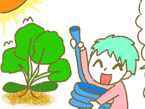 漫画「宮崎に移住した農家の嫁日記」【第190話】ズッキーニ定植後の水やり