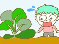 漫画「宮崎に移住した農家の嫁日記」【第191話】ズッキーニ収穫見落とし多発
