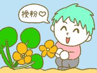 漫画「宮崎に移住した農家の嫁日記」【第194話】ズッキーニの雄花節約作戦
