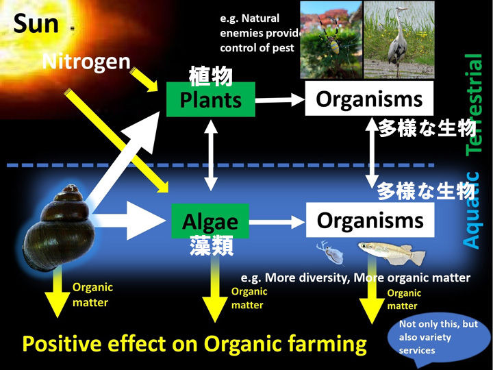 8_タニシを起点とした生態系の相関図（画像提供：佐藤智　＊日本語訳は筆者追記）