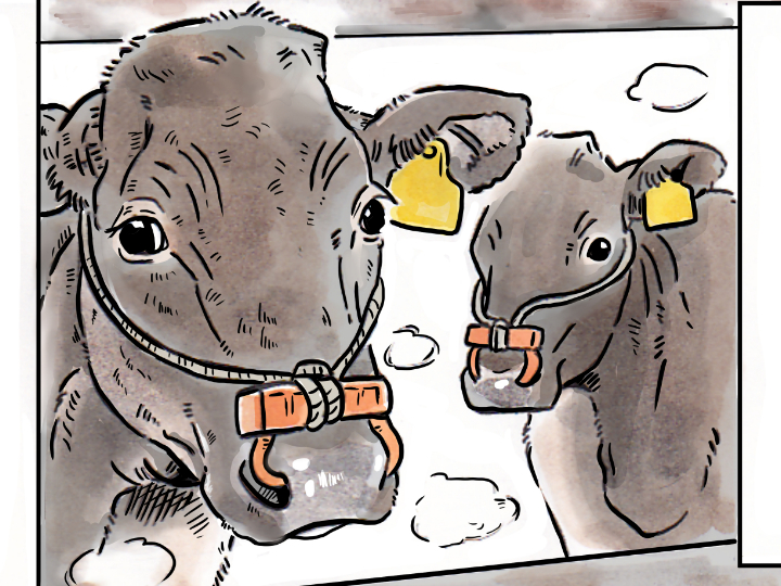 酪農漫画「うしだらけの日々」 第29話 和牛と乳牛の違い