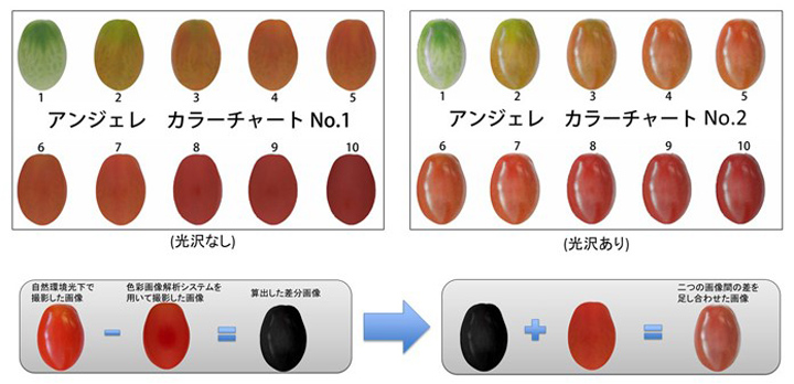 4_ミニトマトの色・形の平均値を算出してカラーチャートを作成