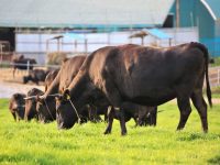 夏枯れに負けない新品種・高栄養牧草「夏ごしペレ」で牛を健康に大きく育てる。飼料生産で農地の有効活用にも！