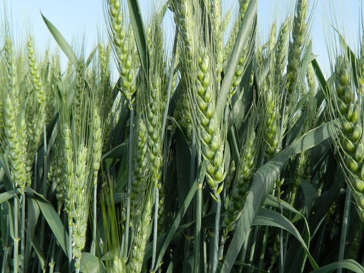 小麦生産者が考える「食の安全」、小麦の「赤かび病防除」と「DON低減」のキホン