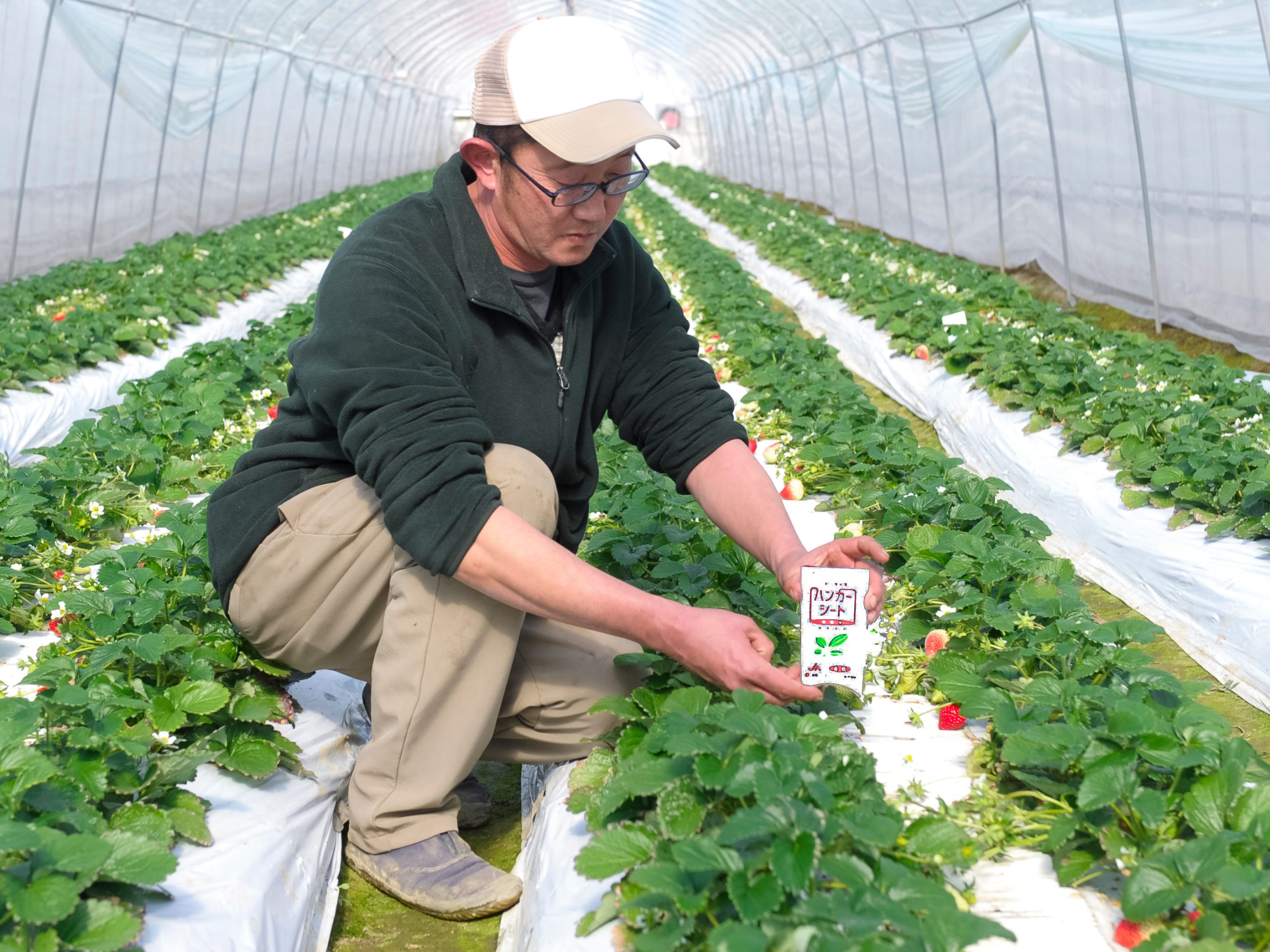 「ミヤコバンカー®」でハダニ類の防除を安定化。天敵利用で埼玉ブランドイチゴを育てる