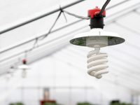 奈良県のブランドイチゴ『古都華』の栽培に欠かせない『UV-B電球形蛍光灯セット』とは？