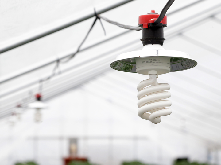 奈良県のブランドイチゴ『古都華』の栽培に欠かせない『UV-B電球形蛍光灯セット』とは？
