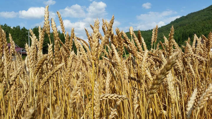 自社栽培している小麦「ゆきちから」