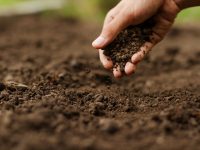 土壌微生物を増やす4つの方法｜働きやメリットについて解説