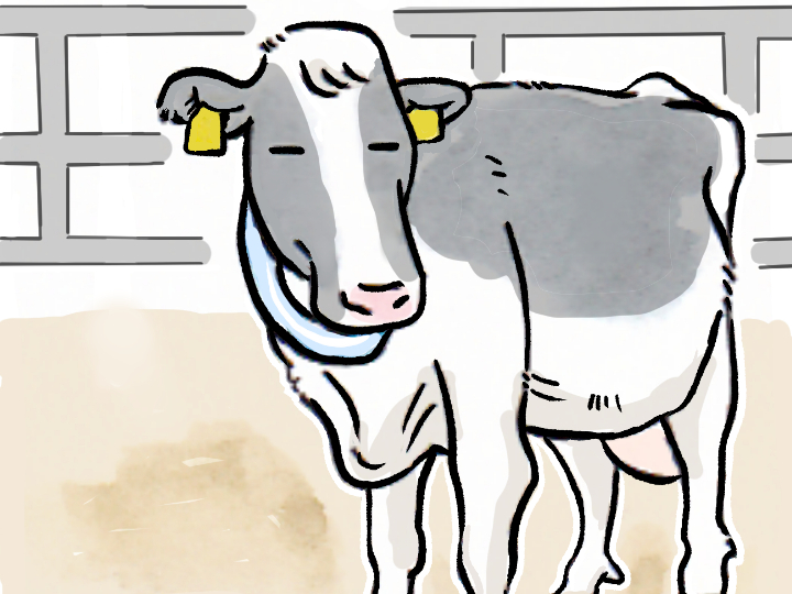 酪農漫画「うしだらけの日々」 第38話 廃用牛の出荷（前編）