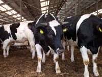 飼料を変えて温室効果ガスを削減　研究プロジェクトで飼育した牛肉が予想以上の反響