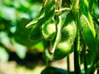 「あけぼの大豆」の農作業と６次化を学ぶワーケーションプログラムに参加しませんか？