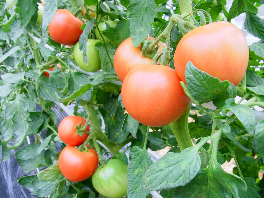 需要の高い【トマト】の就農希望者を函館隣接の北斗市が募集！