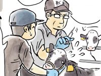酪農漫画「うしだらけの日々」 第41話 牛の獣医師