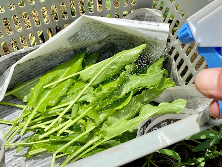 酷暑でも野菜をシャキッと届ける！　少量多品目農家の野菜の調整＆梱包法