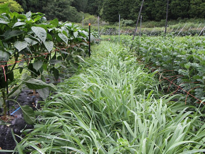 肥料不足に打ち勝つ！　肥料は畑で育てる時代か!?　小規模農家もやれる「スポット緑肥」