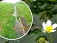 生物多様性のトレンドが、農業の新たなビジネスチャンスに