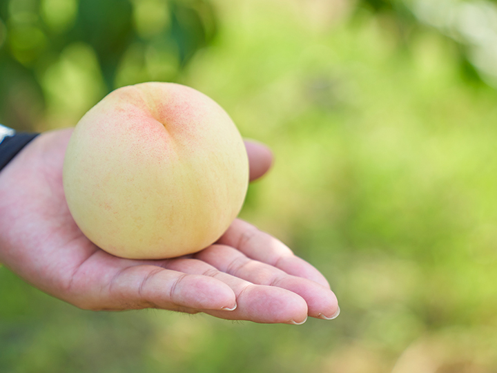 【岡山県】赤磐市での白桃栽培、初収穫までの道のりは？