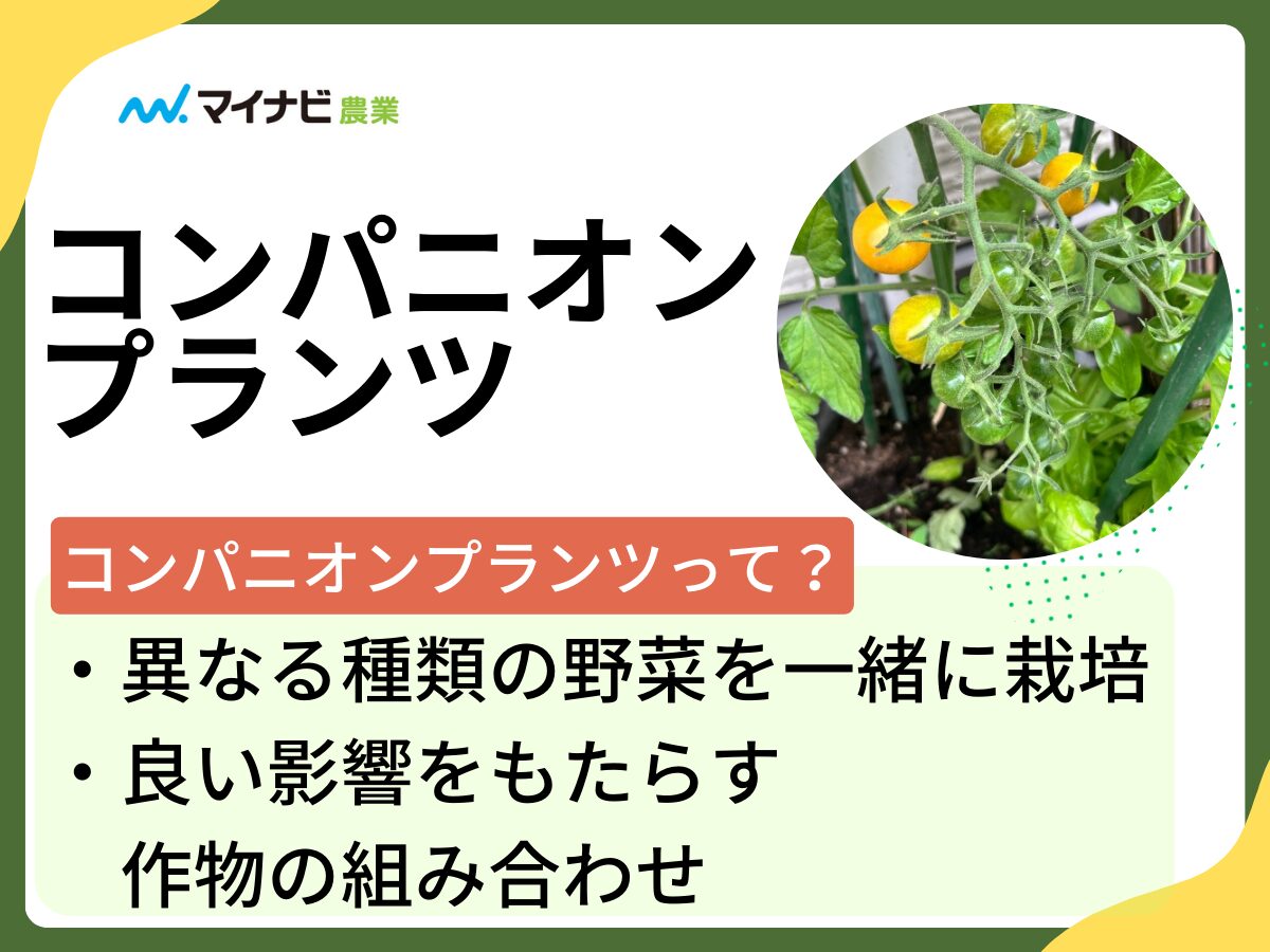 コンパニオンプランツとは？おすすめの組み合わせ16選とその効果を紹介