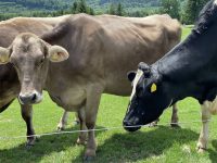 酪農とは？ 畜産との違いや草地酪農が盛んな地域、業界の現状について解説