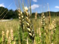 水田活用直接支払交付金を厳格化、食料安保で注目の麦・大豆・飼料用トウモロコシへの助成は？