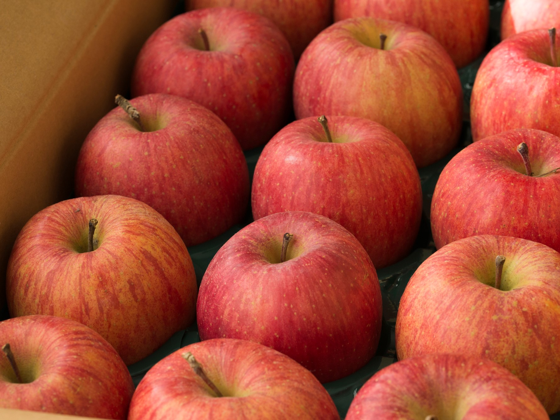 リンゴの高密植わい化栽培の可能性と課題とは