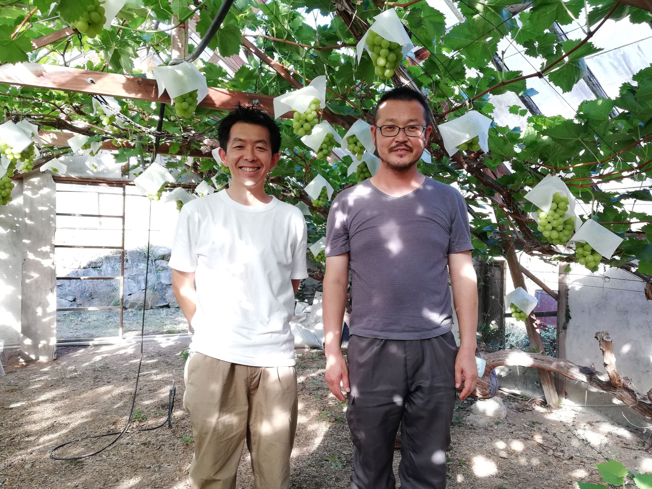 ブドウの育種家が挑むロイヤリティビジネス　日本生まれの品種をニュージーランドで栽培へ