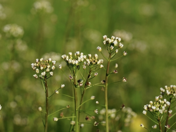 ぺんぺん草って何 ナズナとの違いは 花言葉や名前の由来 おいしい食べ方まで紹介 マイナビ農業