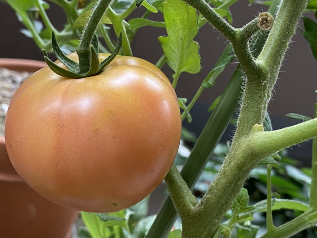 大玉トマトの育て方