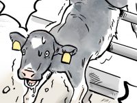 酪農漫画「うしだらけの日々」 第44話 たまたま？ トラブルが起きる日