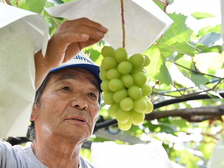 飯塚芳幸が「日本一のブドウ名人」と呼ばれるようになるまで　畑の改良はいかに