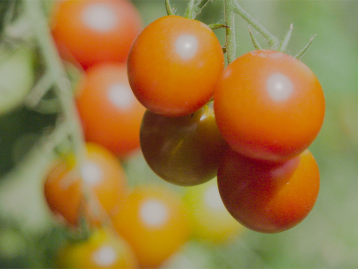 【vol.4岩手で農業を始めませんか？】母の実家・岩手県一関市で就農の夢を実現！ミニトマトをメインに野菜栽培