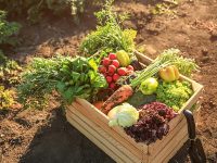 「間引き」の正しいやり方とは。適切なタイミングと野菜をのびのび育てる方法を詳しく解説