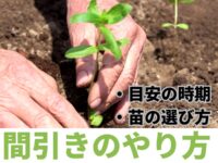 「間引き」の正しいやり方とは。適切なタイミングと野菜をのびのび育てる方法を詳しく解説