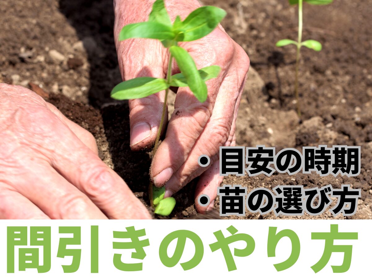 「間引き」の正しいやり方とは。適切なタイミングと野菜をのびのび育てる方法を詳しく解説